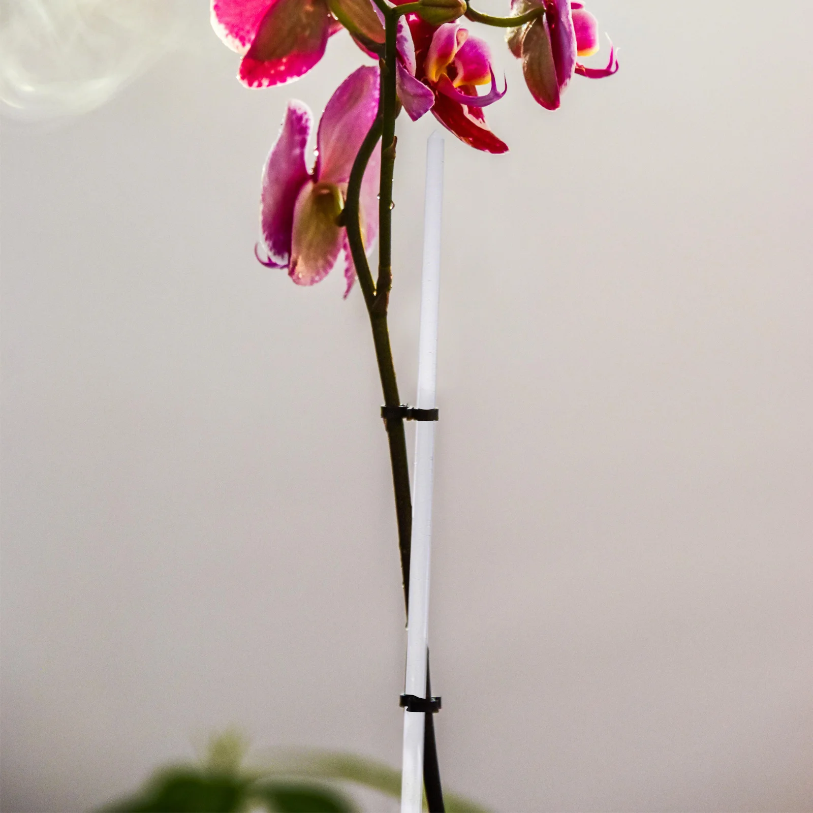 16 шт. акриловые колья для растений для орхидей, прозрачные опорные рамки, горшечные растения, аксессуары для дома и улицы, сада, альпинизма
16 шт. акриловые колья для растений для орхидей, прозрачные опорные рамки, горшечные растения, аксессуары для дома и улицы, сада, альпинизма