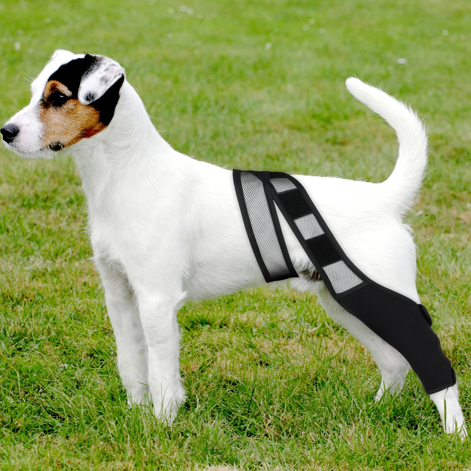 Protective Case Pet Leg Stand Paw Rear Mesh Fabric Dachshund Neoprene Dog Sleeve
Protective Case Pet Leg Stand Paw Rear Mesh Fabric Dachshund Neoprene Dog Sleeve