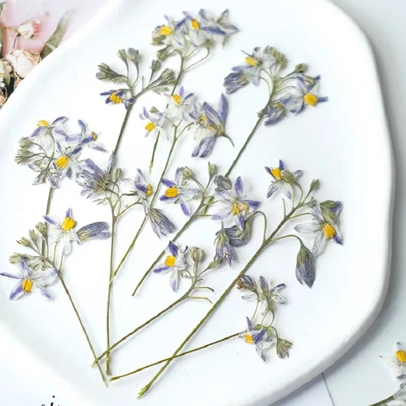 50pcs Pressed Dried Iris proantha Diels Flower Herbarium Resin Epoxy Jewelry Card Bookmark Frame Phone Case Face Makeup Lamp
50pcs Pressed Dried Iris proantha Diels Flower Herbarium Resin Epoxy Jewelry Card Bookmark Frame Phone Case Face Makeup Lamp
