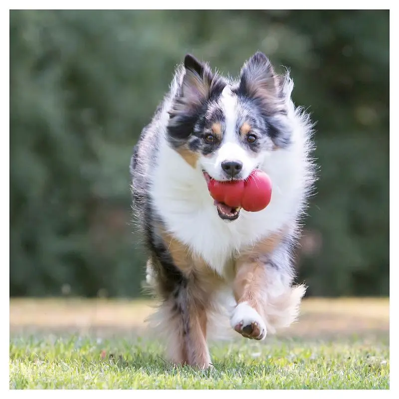 Classic Chew Dog Toy Red Refillable Rubber Durable Fetch Toy for Average Chewers Vet Recommended Mental Stimulation USA Made
Classic Chew Dog Toy Red Refillable Rubber Durable Fetch Toy for Average Chewers Vet Recommended Mental Stimulation USA Made