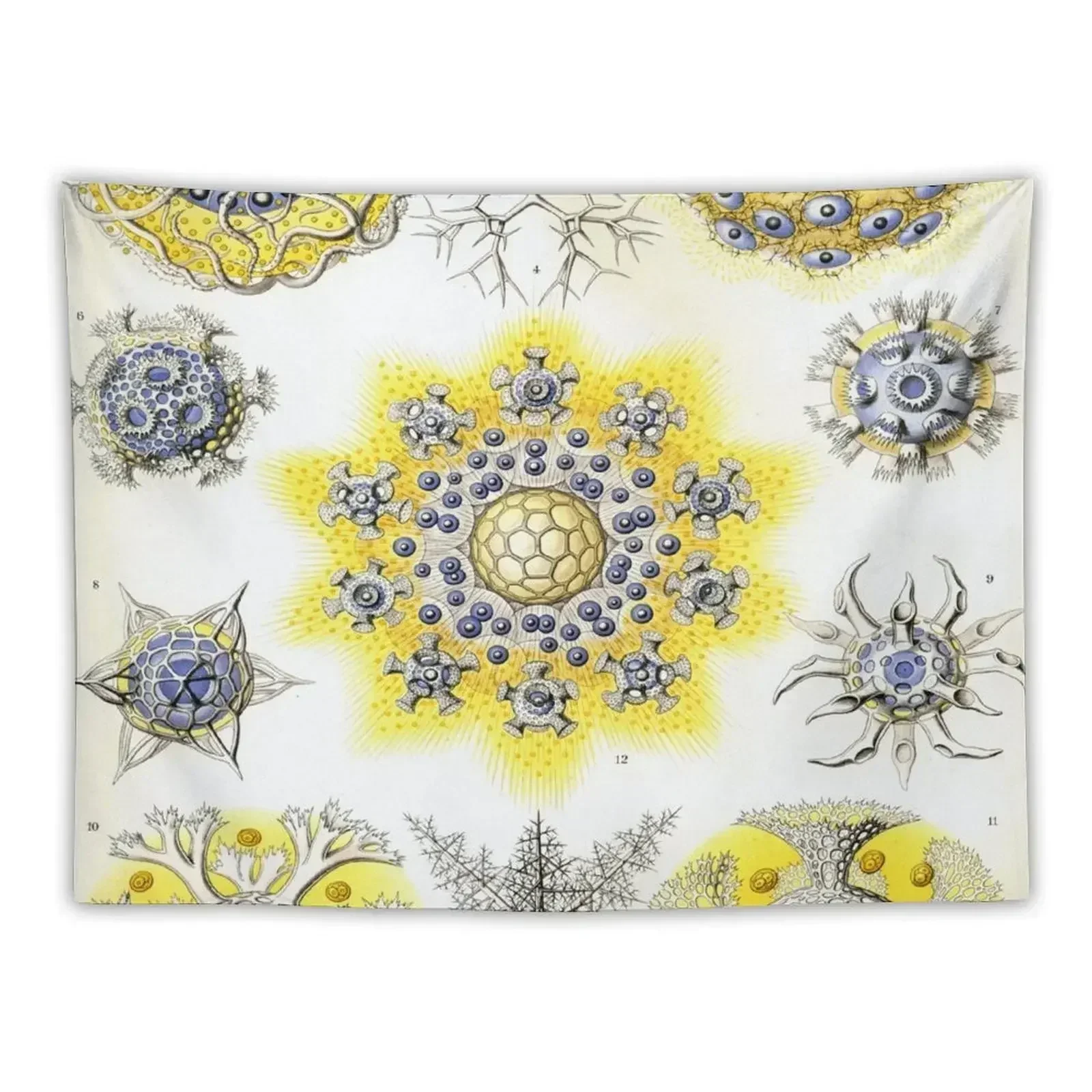 Haeckel Polycyttaria Drawing Tapestry Bedrooms Decor For Bedroom Decor For Bedroom Tapestry
Haeckel Polycyttaria Drawing Tapestry Bedrooms Decor For Bedroom Decor For Bedroom Tapestry