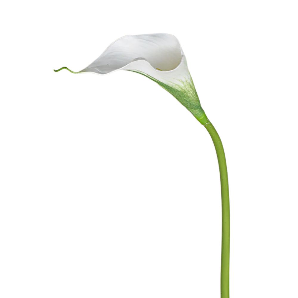 3pcs 50cm Artificial Calla Flower EVA Real Touch Simulation Sea Taro Flower Handmade Faux Flower Bouquet Party Favor
3pcs 50cm Artificial Calla Flower EVA Real Touch Simulation Sea Taro Flower Handmade Faux Flower Bouquet Party Favor