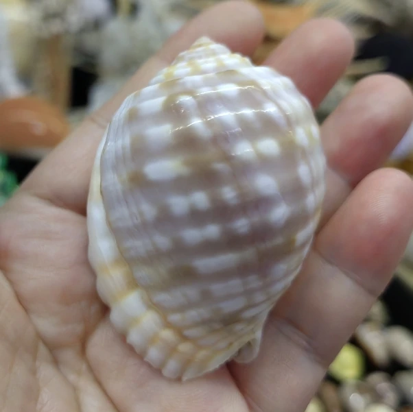 Shell, Conch, Snail, Fish Tank, Hermit Crab Replacement Shell, Rolled Shellfish Breeding Shell, Aquarium Decoration
Shell, Conch, Snail, Fish Tank, Hermit Crab Replacement Shell, Rolled Shellfish Breeding Shell, Aquarium Decoration