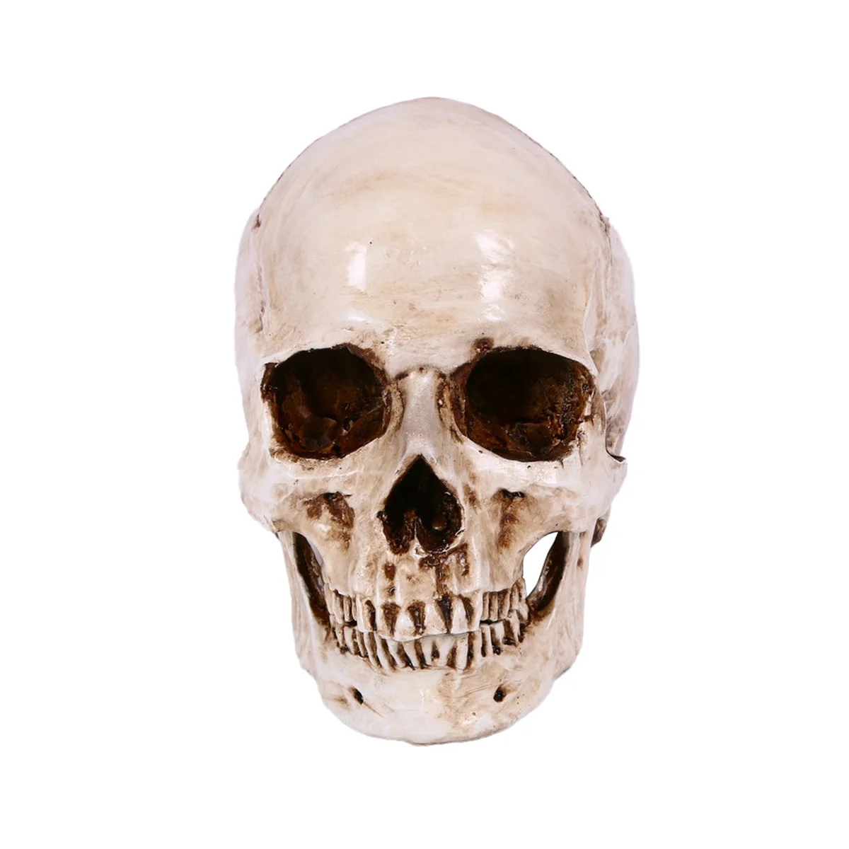 Skull Decor Prop Skeleton Head 1:1 Model Halloween Style Haunted House Party Home Decoration Festival Supplies 
Skull Decor Prop Skeleton Head 1:1 Model Halloween Style Haunted House Party Home Decoration Festival Supplies
