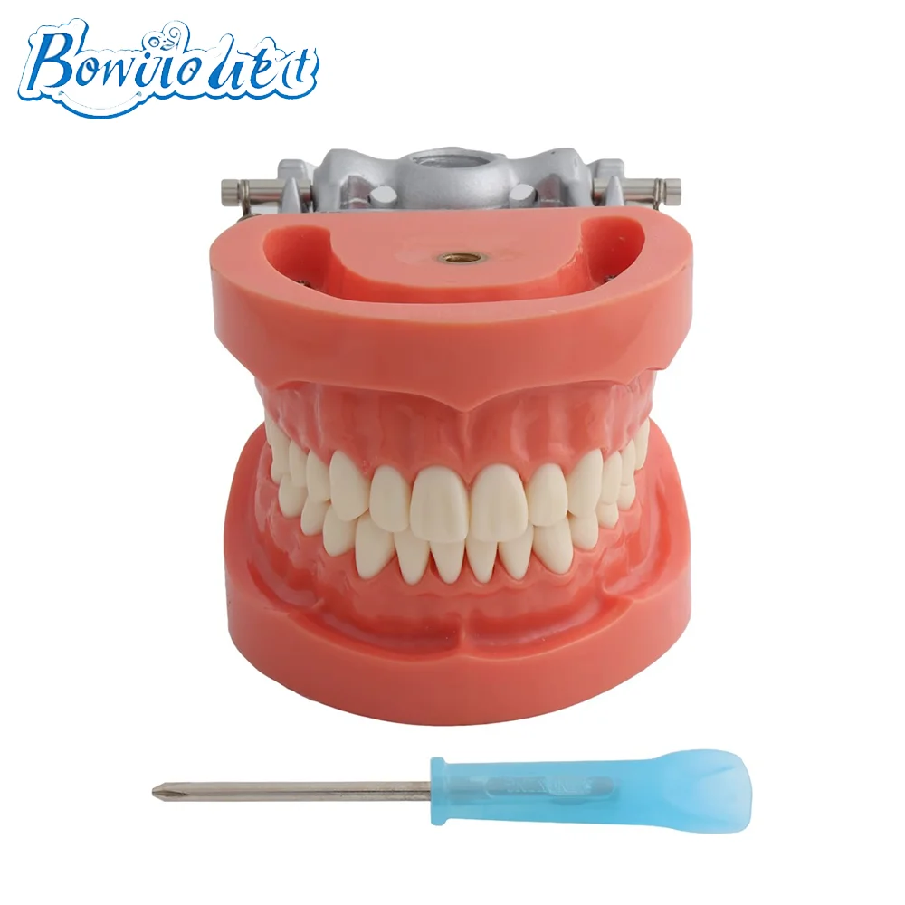Dental Teeth Model Dentist Student Model For Teaching Study Practice Training Standard 32 Teeth Typodont Dental Laboratory Model
Dental Teeth Model Dentist Student Model For Teaching Study Practice Training Standard 32 Teeth Typodont Dental Laboratory Model