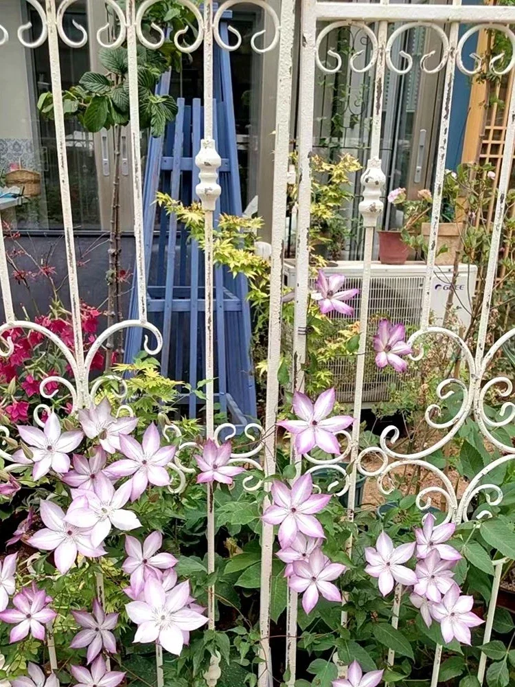 Hot SalesFrench Retro Old Wrought Iron Spear Flower Stand Climbing Vine Frame Fence Fence Screen Balcony Garden Grocery good
Hot SalesFrench Retro Old Wrought Iron Spear Flower Stand Climbing Vine Frame Fence Fence Screen Balcony Garden Grocery good
