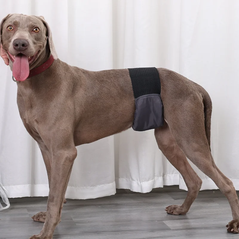 Многоразовые физиологические штаны для домашних животных, подгузник для собак, моющийся мужской пояс для живота, подгузники для домашних животных, шорты для маленьких и больших собак
Многоразовые физиологические штаны для домашних животных, подгузник для собак, моющийся мужской пояс для живота, подгузники для домашних животных, шорты для маленьких и больших собак