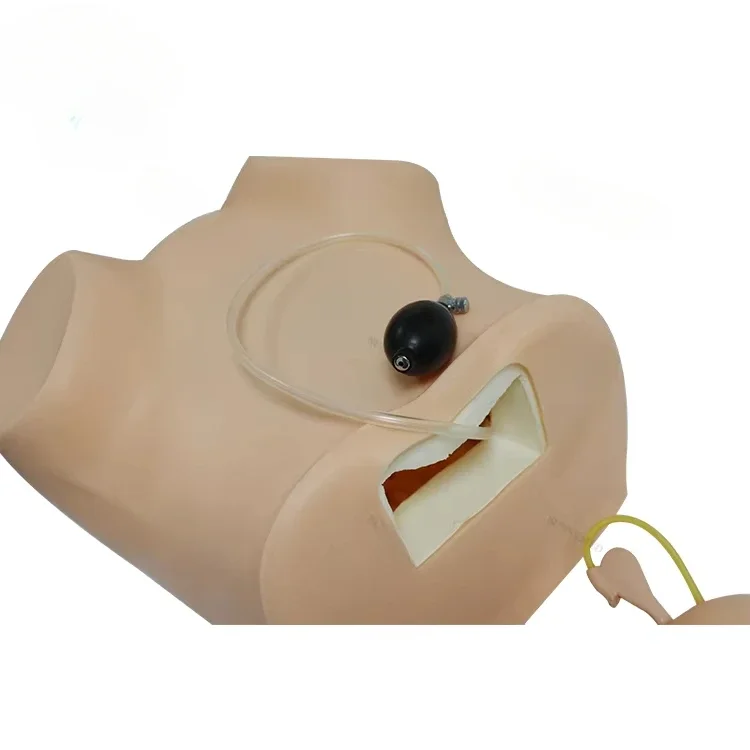 SY-N003 Gynecological Training Model
SY-N003 Gynecological Training Model