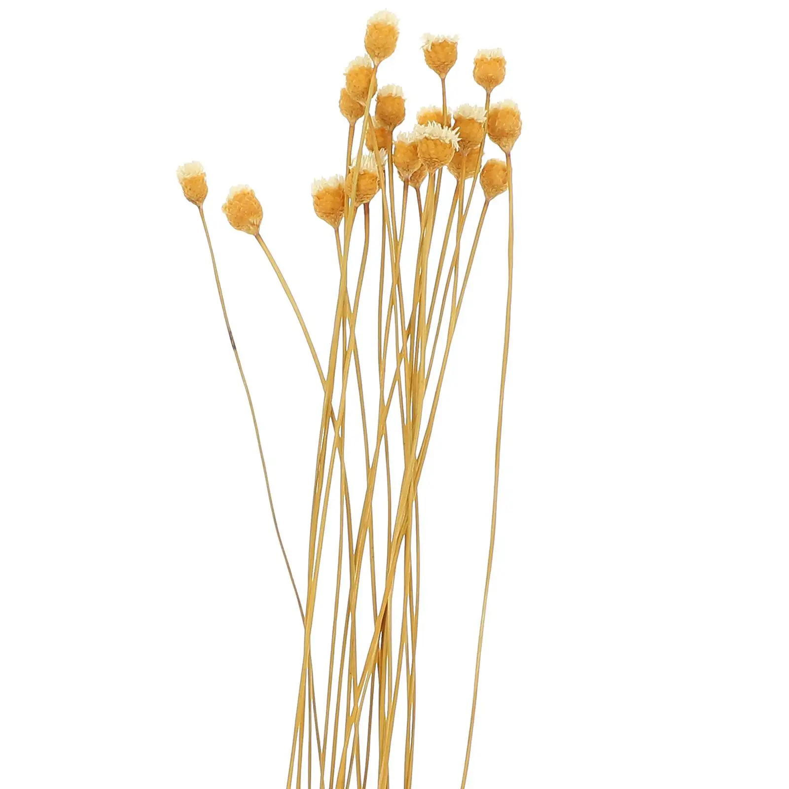 20pcs Rattan Diffuser Sticks Natural Color Essential Oil Reeds Home Decor Scented Flower Room Bedroom Kitchen
20pcs Rattan Diffuser Sticks Natural Color Essential Oil Reeds Home Decor Scented Flower Room Bedroom Kitchen