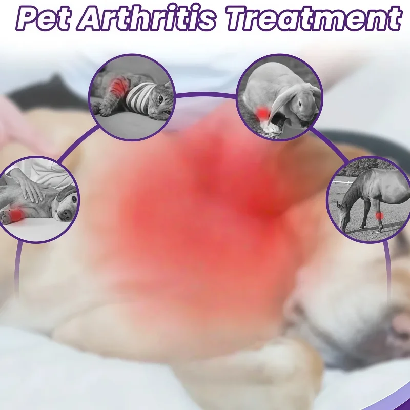 Cold Laser Therapy Vet Device for Pets 3x808nm Red Light Therapy Devices for Pain Relief Home Light Therapy for Dogs Cats Horses
Cold Laser Therapy Vet Device for Pets 3x808nm Red Light Therapy Devices for Pain Relief Home Light Therapy for Dogs Cats Horses