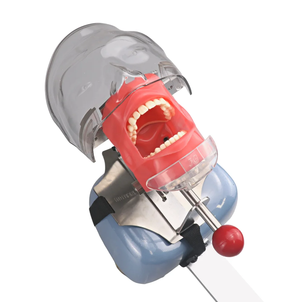 YTYIN Phantom Simulation Lab Manikin School Training Manual Type Detachable Teeth Model Teaching System Equip
YTYIN Phantom Simulation Lab Manikin School Training Manual Type Detachable Teeth Model Teaching System Equip