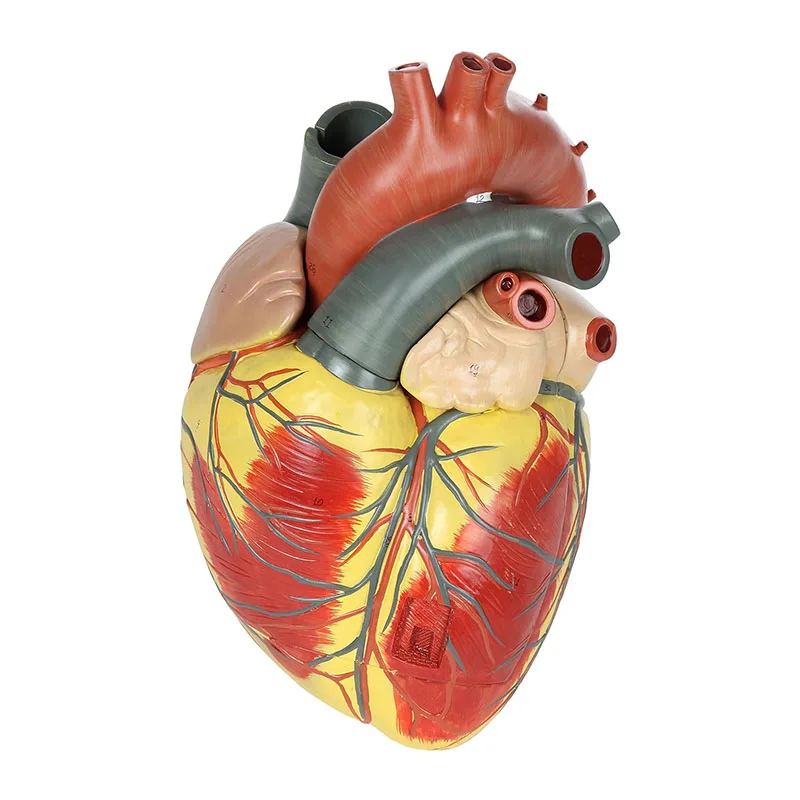 Human Heart Model Anatomical Detachable Cardiology Ultrasound B Super Heart Anatomical Model
Human Heart Model Anatomical Detachable Cardiology Ultrasound B Super Heart Anatomical Model