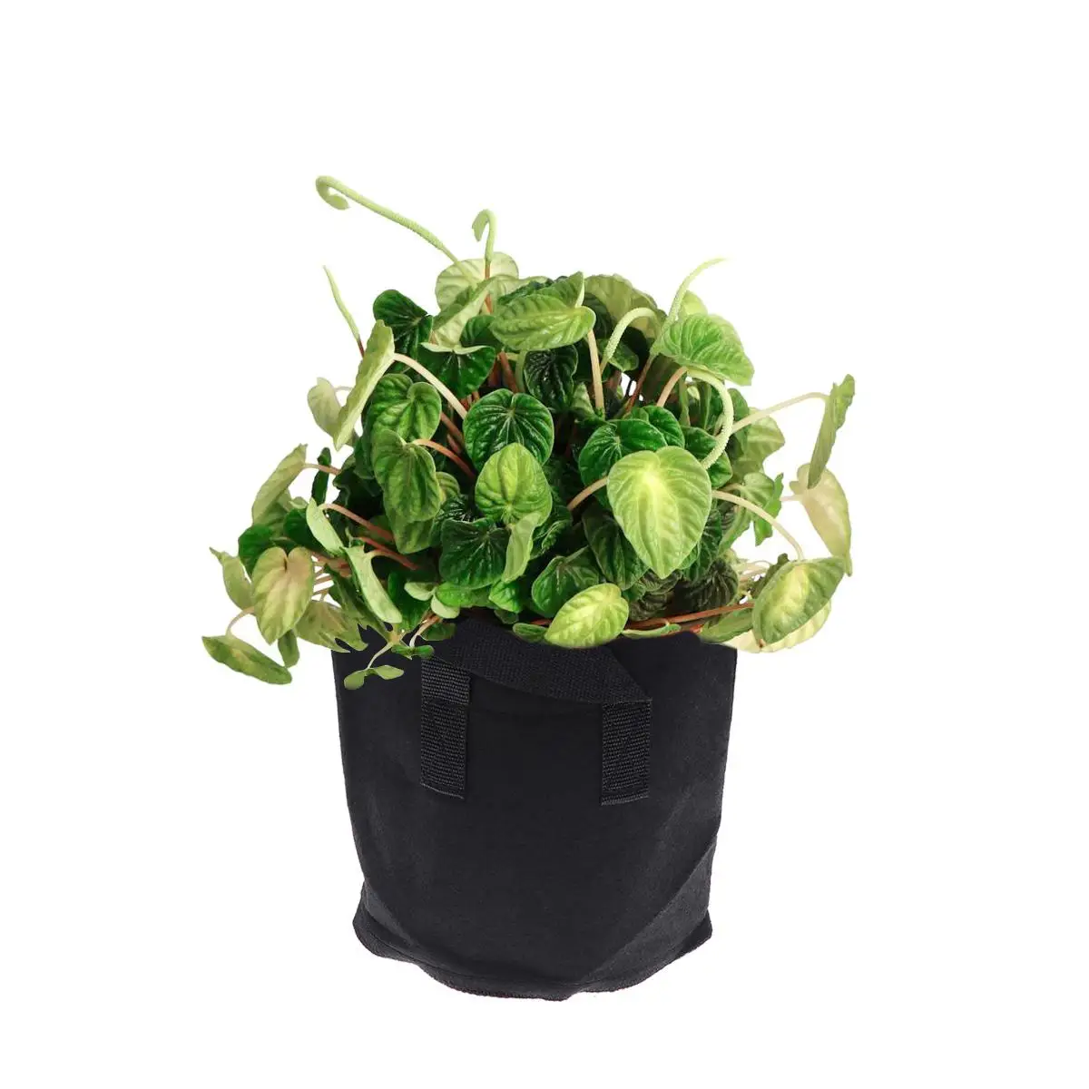 6 Pcs Air-permeable Plant Bag Non Woven Fabric Flower Grow Container Windproof Tree Pots Waterproof Courtyard
6 Pcs Air-permeable Plant Bag Non Woven Fabric Flower Grow Container Windproof Tree Pots Waterproof Courtyard