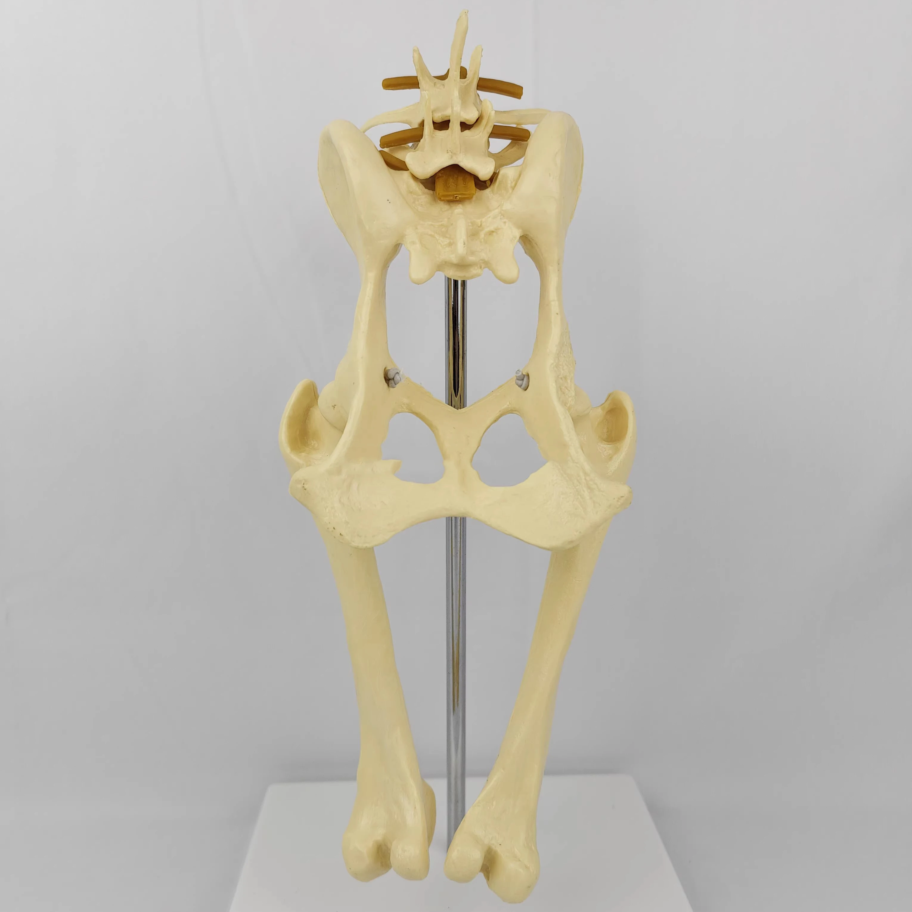 Dog Hip Joint Model Animal Body Anatomy Pelvis for Veterinary Office Educational Tool
Dog Hip Joint Model Animal Body Anatomy Pelvis for Veterinary Office Educational Tool