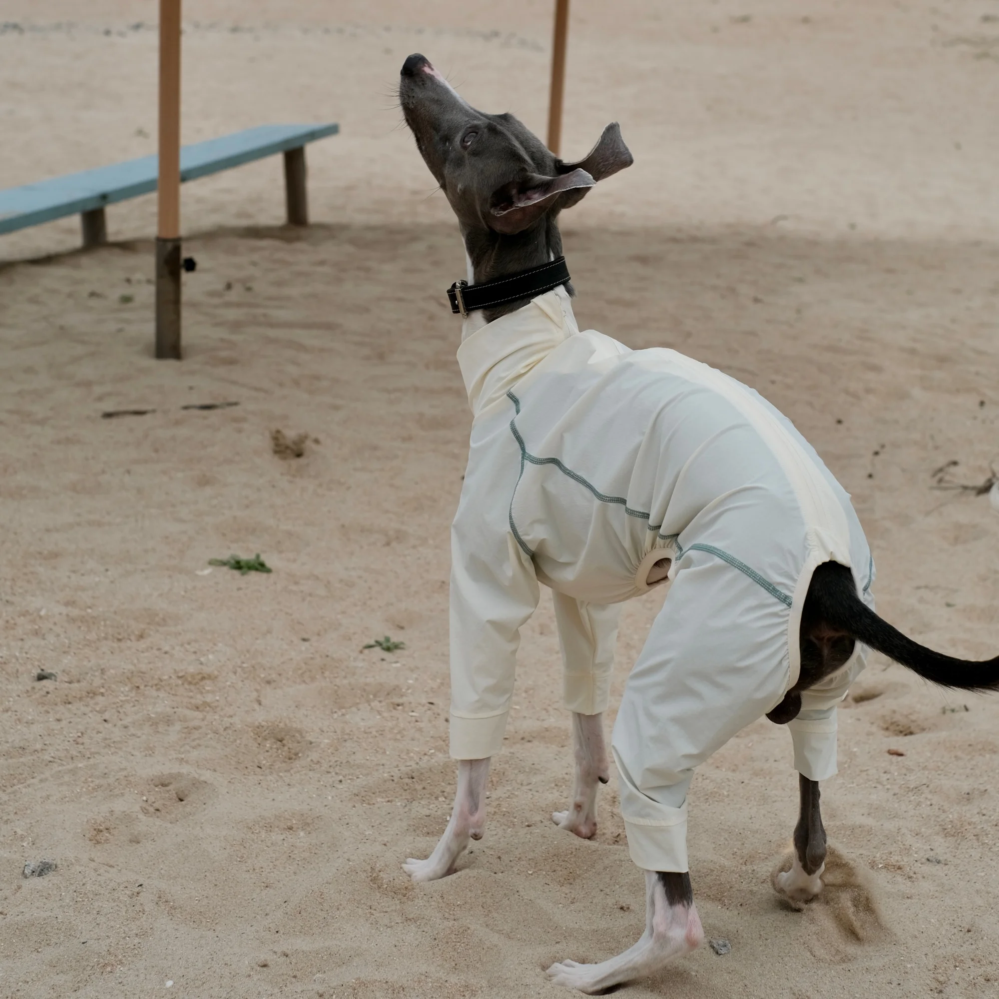 Lightweight Zippers Up Mosquito Repellent Jumpsuit for Italian Greyhound in Summer Sun Protection UPF100+ Coat For Whippet Dogs
Lightweight Zippers Up Mosquito Repellent Jumpsuit for Italian Greyhound in Summer Sun Protection UPF100+ Coat For Whippet Dogs