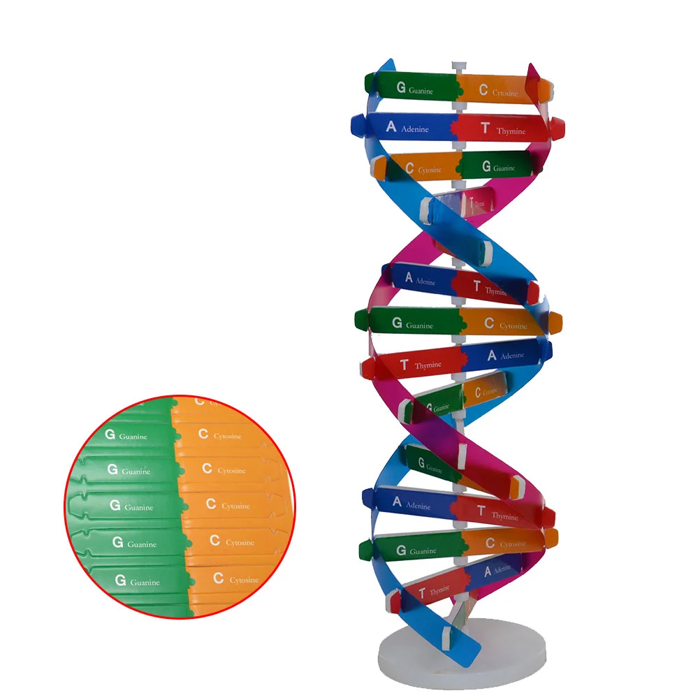 DIY DNA Double Helix Model Biological Science Experiment Tool Human Genes Learning Tool for School Office
DIY DNA Double Helix Model Biological Science Experiment Tool Human Genes Learning Tool for School Office