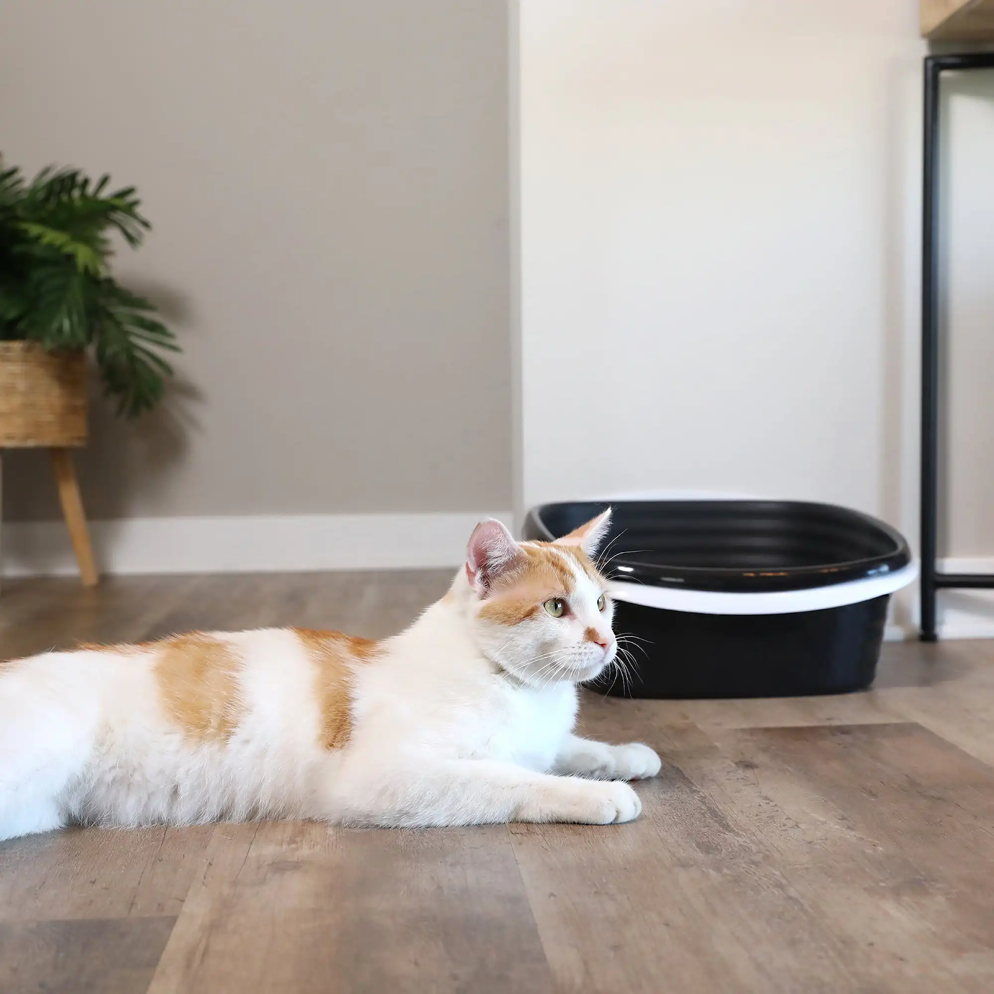 Sifting Cat Litter Box, 2 Open Top Plastic Cat Litter Pans and Cat Litter Tray, Large, White
Sifting Cat Litter Box, 2 Open Top Plastic Cat Litter Pans and Cat Litter Tray, Large, White