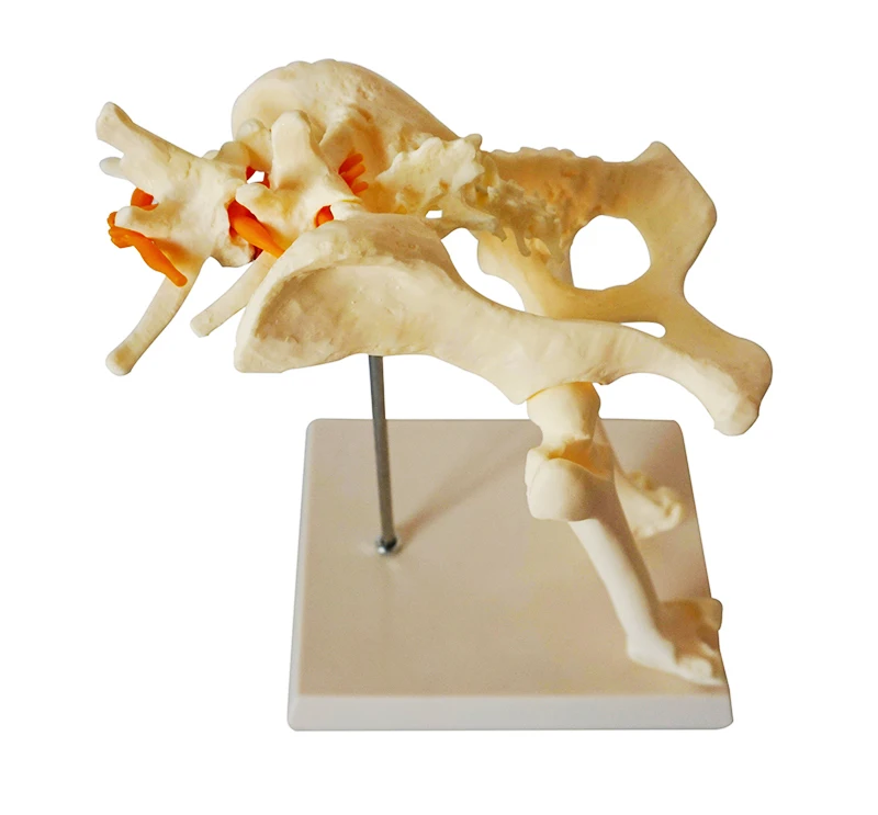 Dog hip joint model dog skeleton bone animal veterinary teaching teaching instrument
Dog hip joint model dog skeleton bone animal veterinary teaching teaching instrument