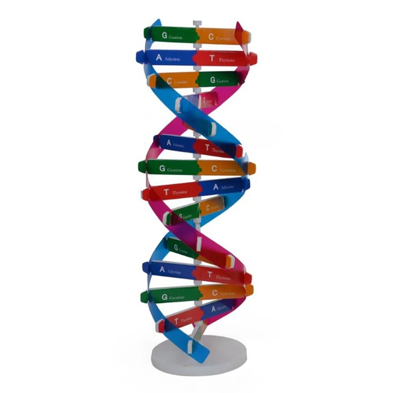 1Set DNA Double Helix Model Kit Human Genes Science Teaching Tools Early Education Kids Experiment Supplies
1Set DNA Double Helix Model Kit Human Genes Science Teaching Tools Early Education Kids Experiment Supplies