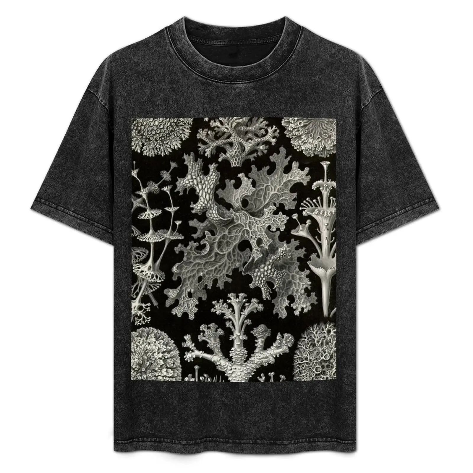 Lichenes (Thallophytes - Lichens) - Ernst Haeckel T-Shirt Simple Trendy Casual T-Shirt
Lichenes (Thallophytes - Lichens) - Ernst Haeckel T-Shirt Simple Trendy Casual T-Shirt