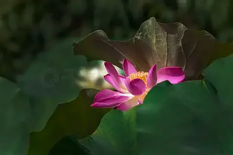 RC Car Repair Work Stand Adjustable Height Assembly Platform for TRX4 Redcat Axial Arrma Kraton Slash 1/10 1/8 1/12 RC Car
RC Car Repair Work Stand Adjustable Height Assembly Platform for TRX4 Redcat Axial Arrma Kraton Slash 1/10 1/8 1/12 RC Car