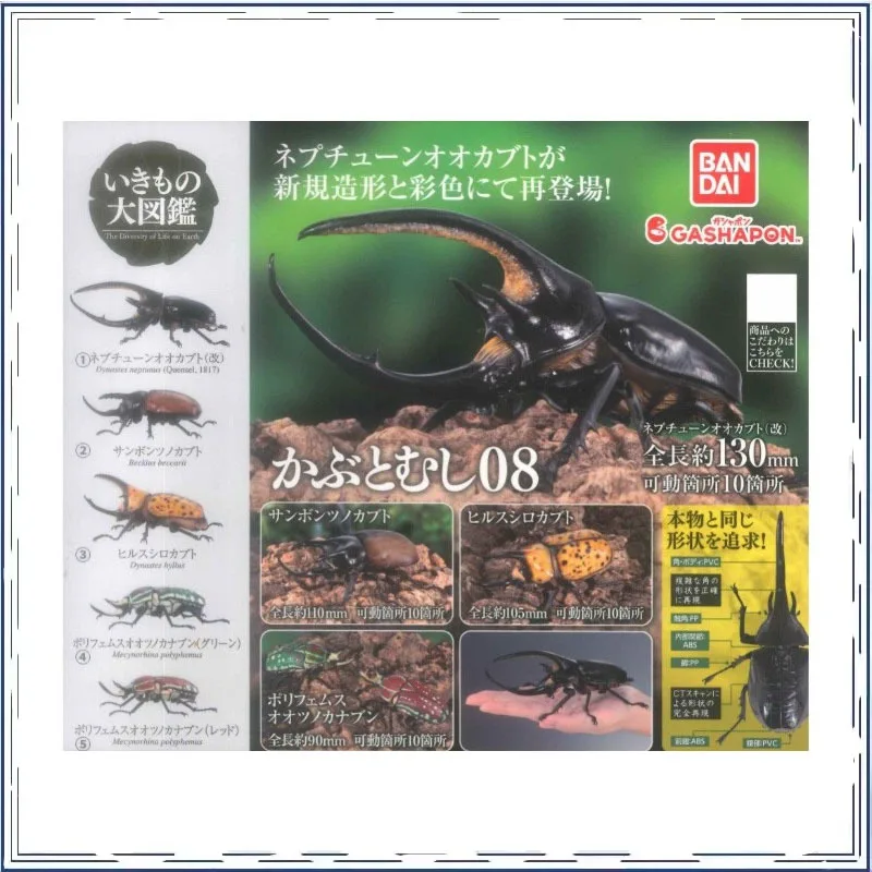 Biology Illustrated Guide Dynastes Hercules Insects Series Gashapon Collection Ornament Action Figure Model Toys
Biology Illustrated Guide Dynastes Hercules Insects Series Gashapon Collection Ornament Action Figure Model Toys