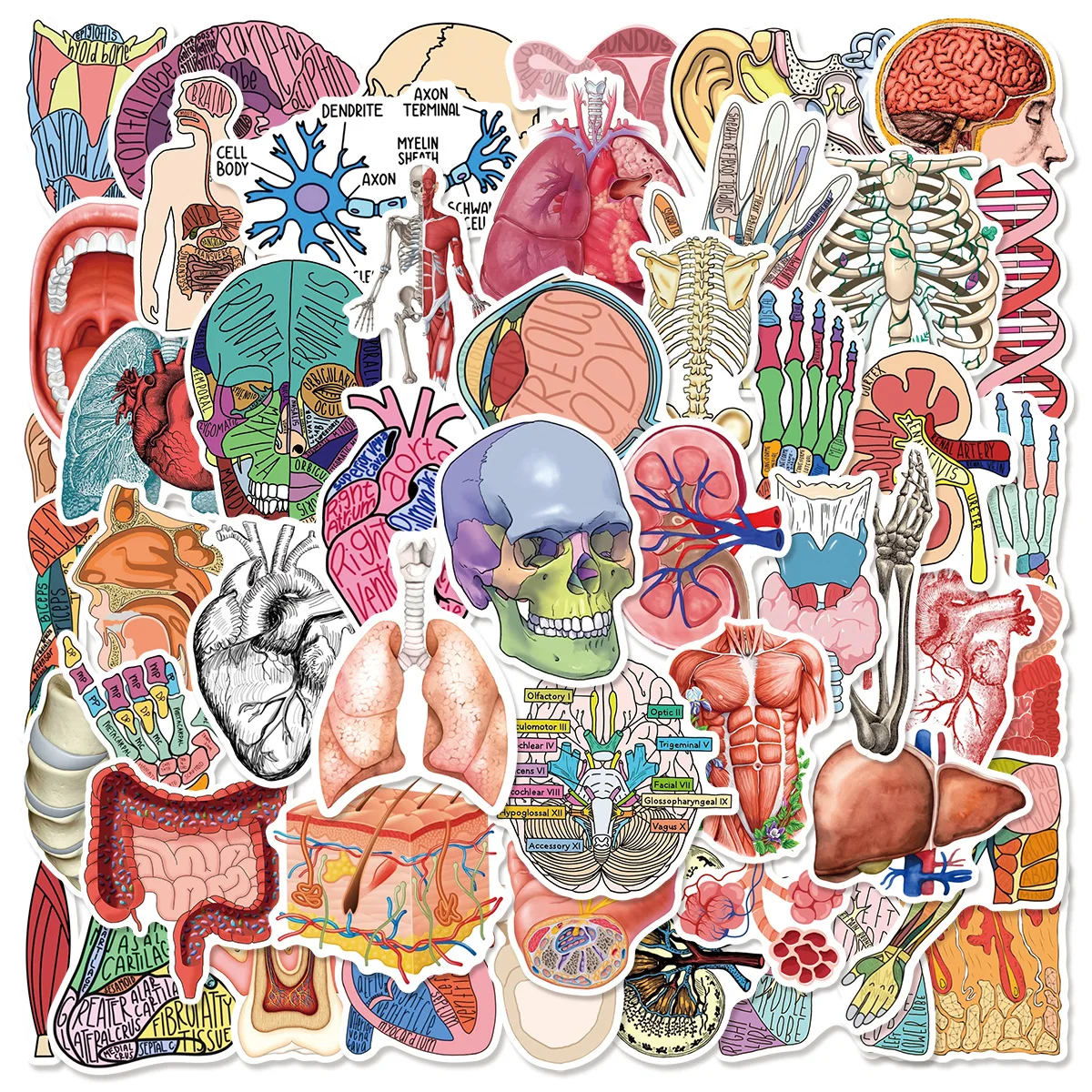 10/50PCS Gothic Organ Anatomy Diagram Water Surface Graffiti Sticker Personalized Creativity Decoration Notebook Mobile Guitar
10/50PCS Gothic Organ Anatomy Diagram Water Surface Graffiti Sticker Personalized Creativity Decoration Notebook Mobile Guitar
