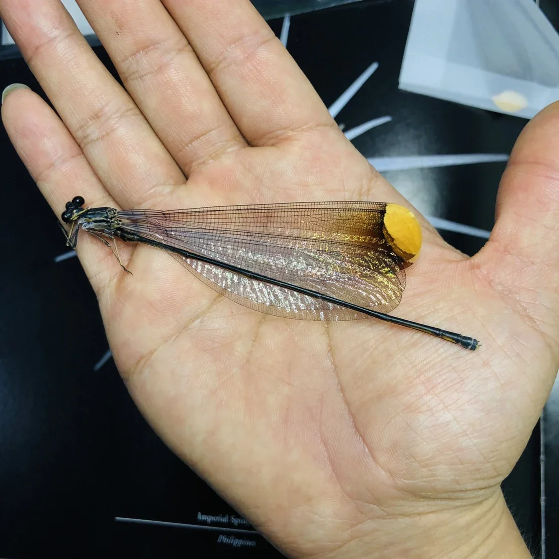 Real Dragonfly Specimens Insects Wings Not Unfolded Crafts Teaching Research Collection Home Decoration Accessories Statue
Real Dragonfly Specimens Insects Wings Not Unfolded Crafts Teaching Research Collection Home Decoration Accessories Statue