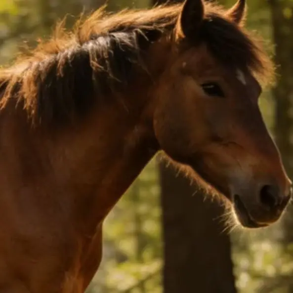Equine & Canine Laser Therapy System - Class 4 Deep Tissue Healing for Lameness, Wounds, Arthritis, and Nerve Regeneration
Equine & Canine Laser Therapy System - Class 4 Deep Tissue Healing for Lameness, Wounds, Arthritis, and Nerve Regeneration