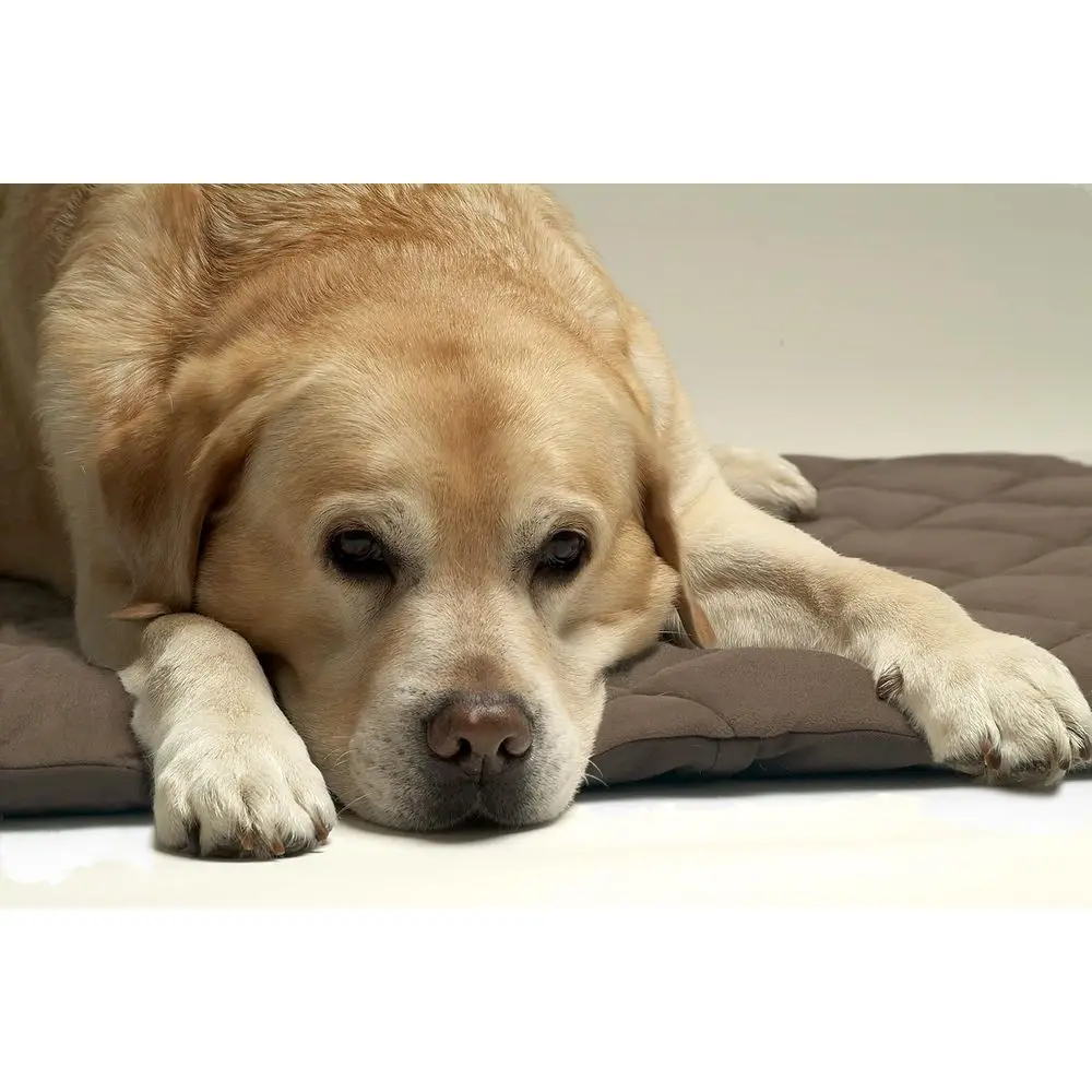 Thermal Pet Bedding, 26x20 inches, Brown for Dogs and Cats
Thermal Pet Bedding, 26x20 inches, Brown for Dogs and Cats