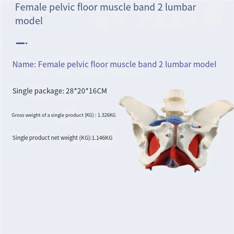 A13E-New 2-Section Lumbar Belt Female Pelvic Floor Muscle Model Detachable Pelvic Model Hip Bone Human Skeleton Anatomy Model
A13E-New 2-Section Lumbar Belt Female Pelvic Floor Muscle Model Detachable Pelvic Model Hip Bone Human Skeleton Anatomy Model