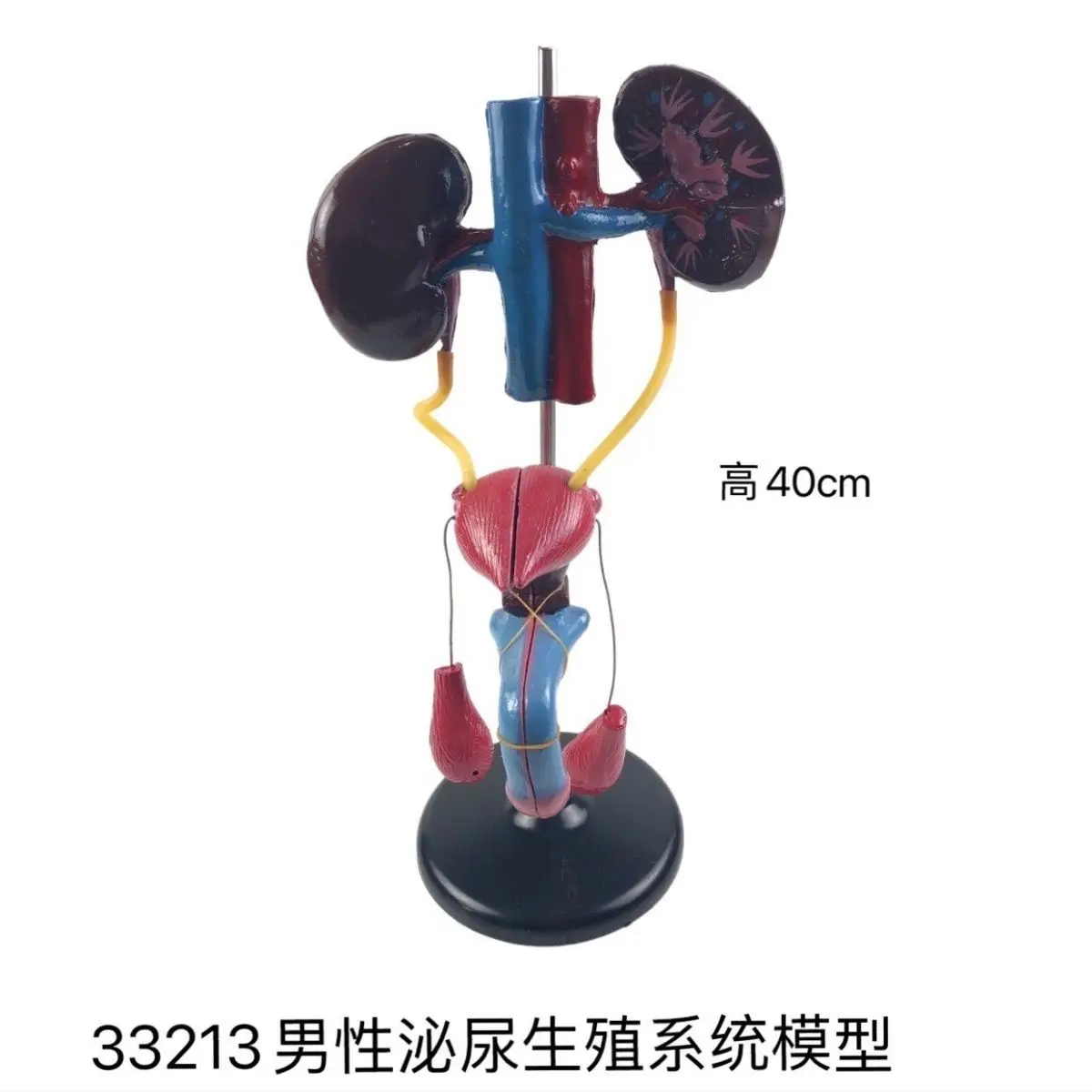 33213 Male genitourinary system model, junior high school and high school biological experimental equipment
33213 Male genitourinary system model, junior high school and high school biological experimental equipment