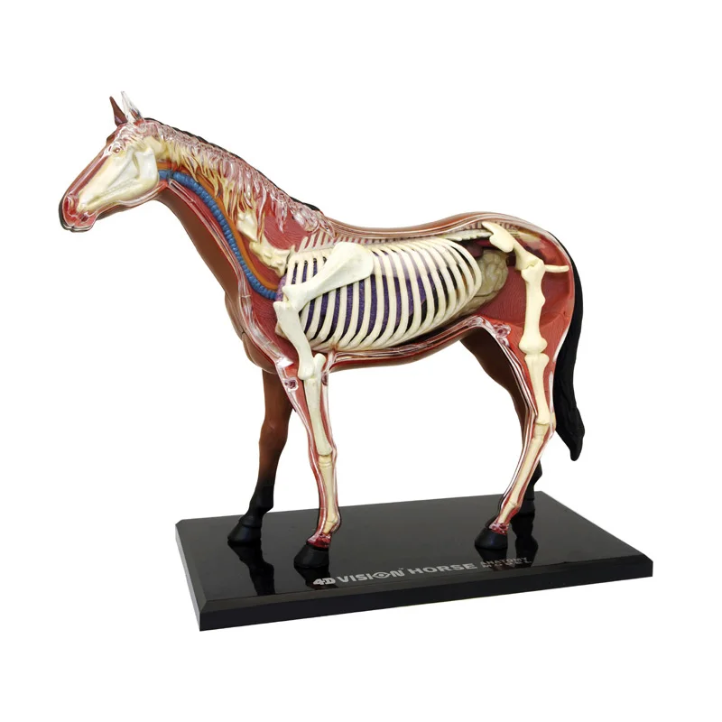 4D Vision Horse Model Animal Organ Skeleton Anatomy Model Medical Teaching Assembling Model
4D Vision Horse Model Animal Organ Skeleton Anatomy Model Medical Teaching Assembling Model