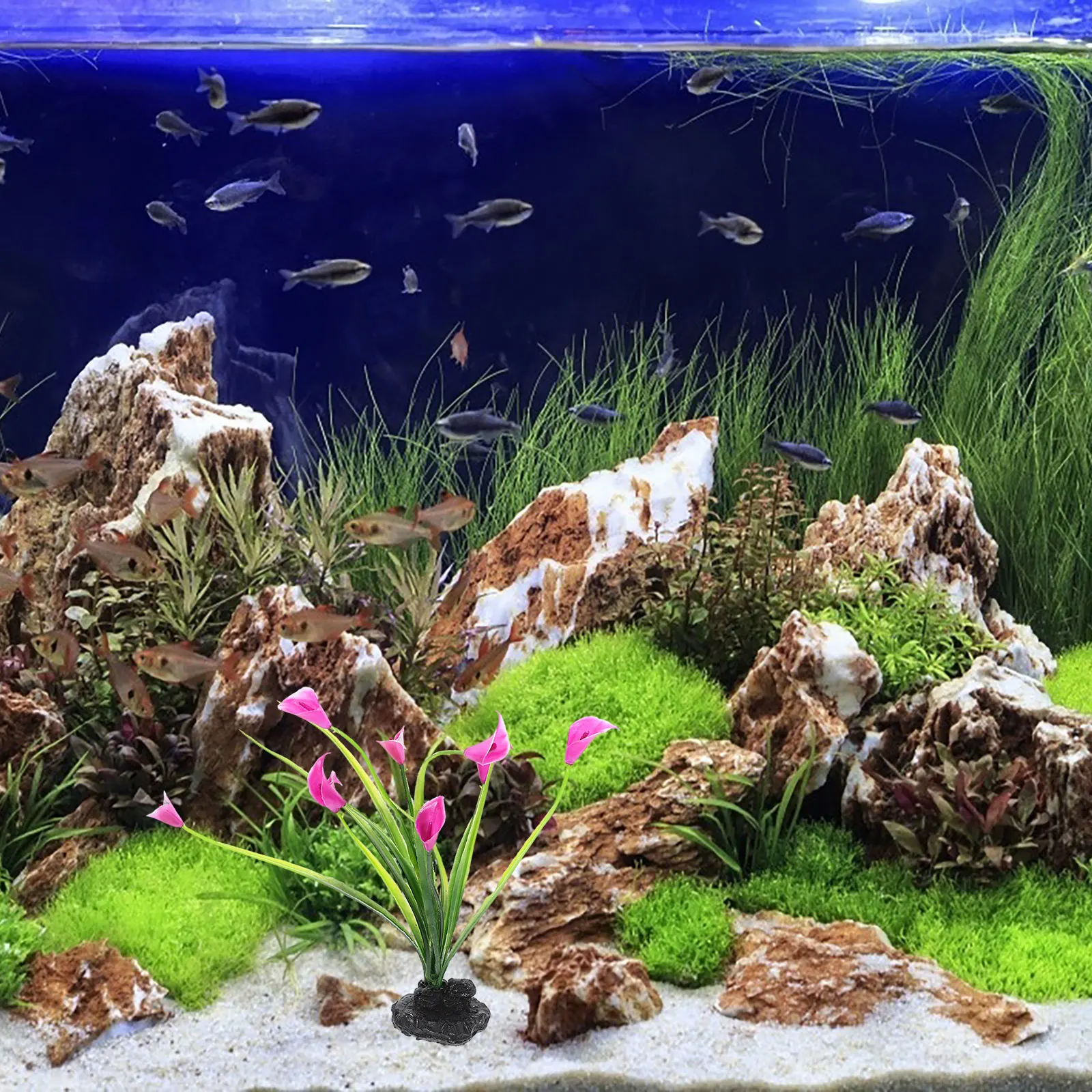 2pcs Aquatic Decoration Fish Tank Plant Black Lily Purple Color Long Last Desktop Pet Supplies Household Decor
2pcs Aquatic Decoration Fish Tank Plant Black Lily Purple Color Long Last Desktop Pet Supplies Household Decor