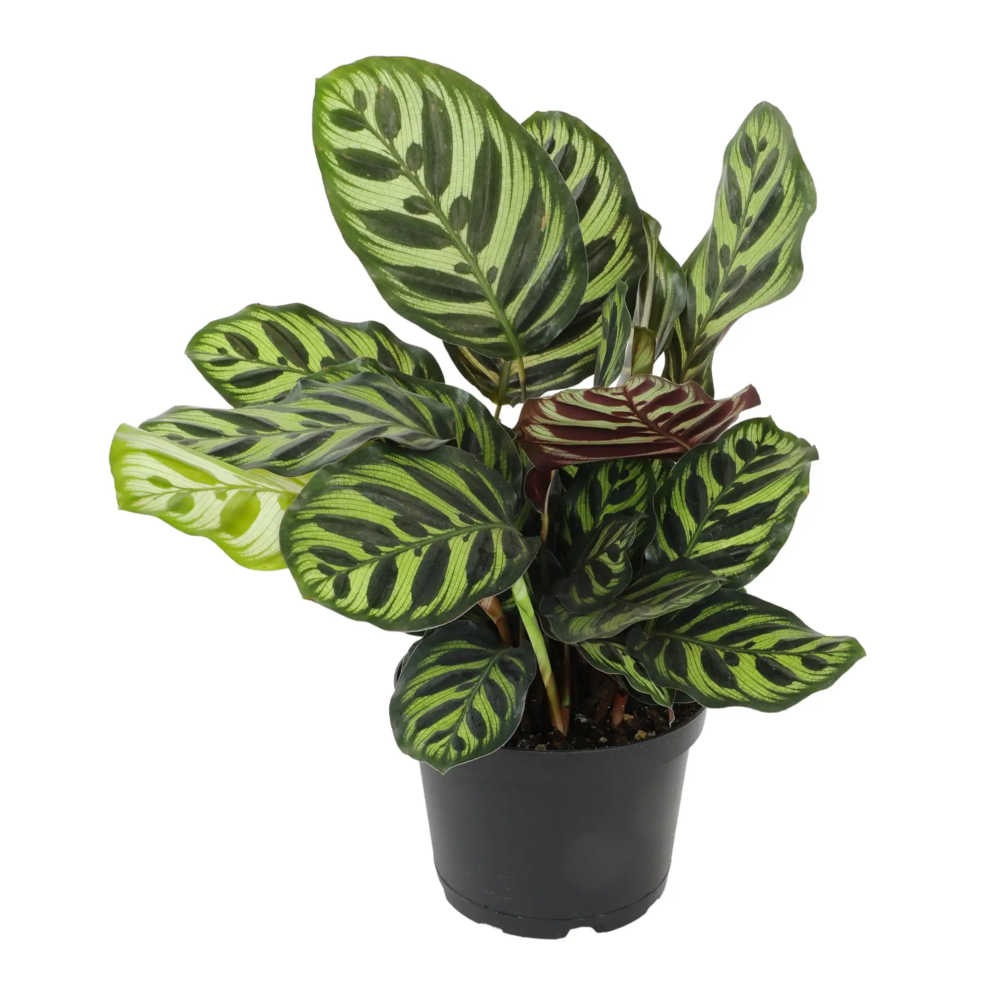 Calathea Makoyana Pet Safe Indoor Plant in 6 Inch Pot Thrives with Indirect Light
Calathea Makoyana Pet Safe Indoor Plant in 6 Inch Pot Thrives with Indirect Light