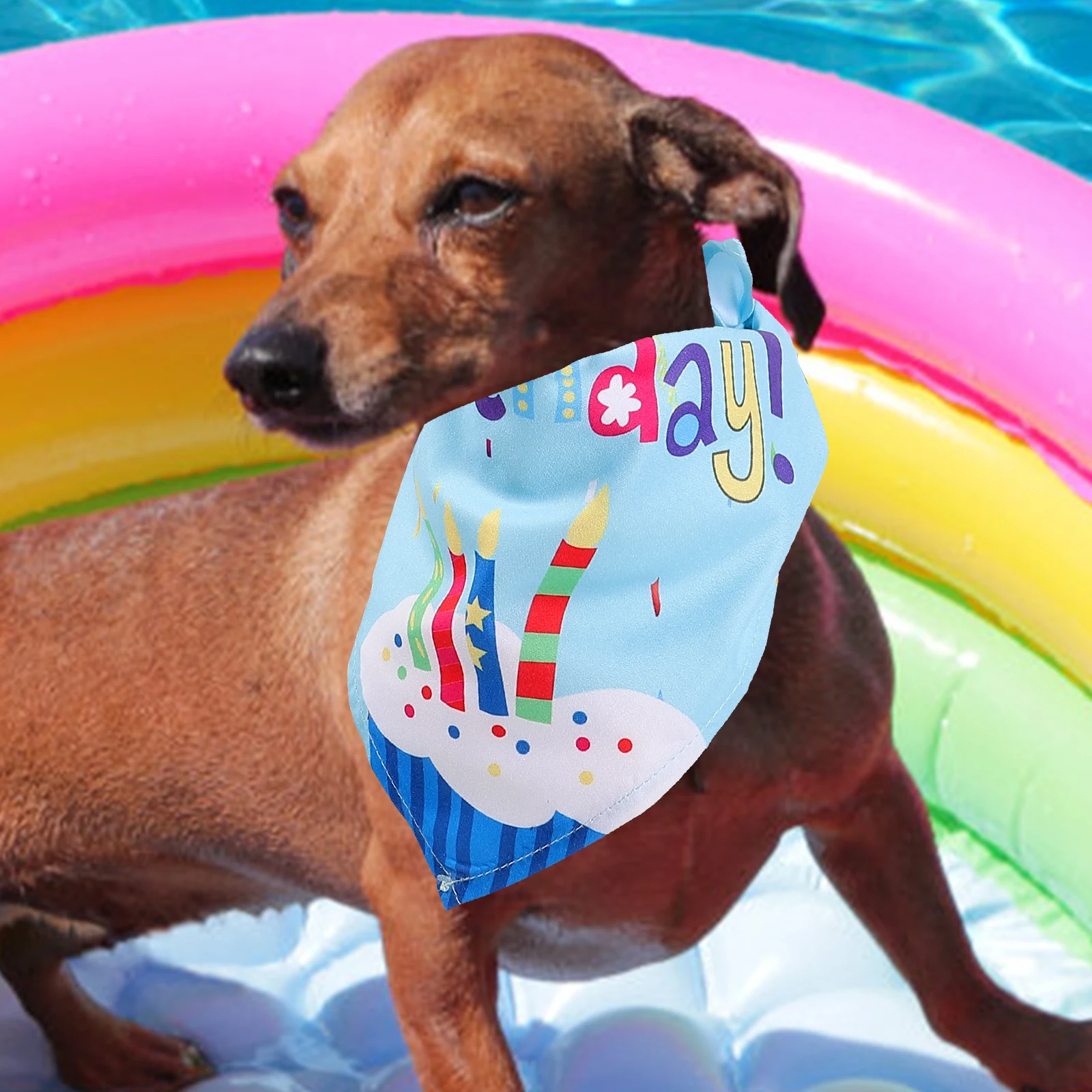 Pet Birthday Hat Set Celebration Party Dog Necklace Decor Anniversary Supplies Bib Collar Decoration
Pet Birthday Hat Set Celebration Party Dog Necklace Decor Anniversary Supplies Bib Collar Decoration