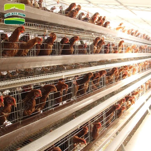 GREAT FARM Poultry Farming Equipment Battery Cages Chicken Coop
GREAT FARM Poultry Farming Equipment Battery Cages Chicken Coop