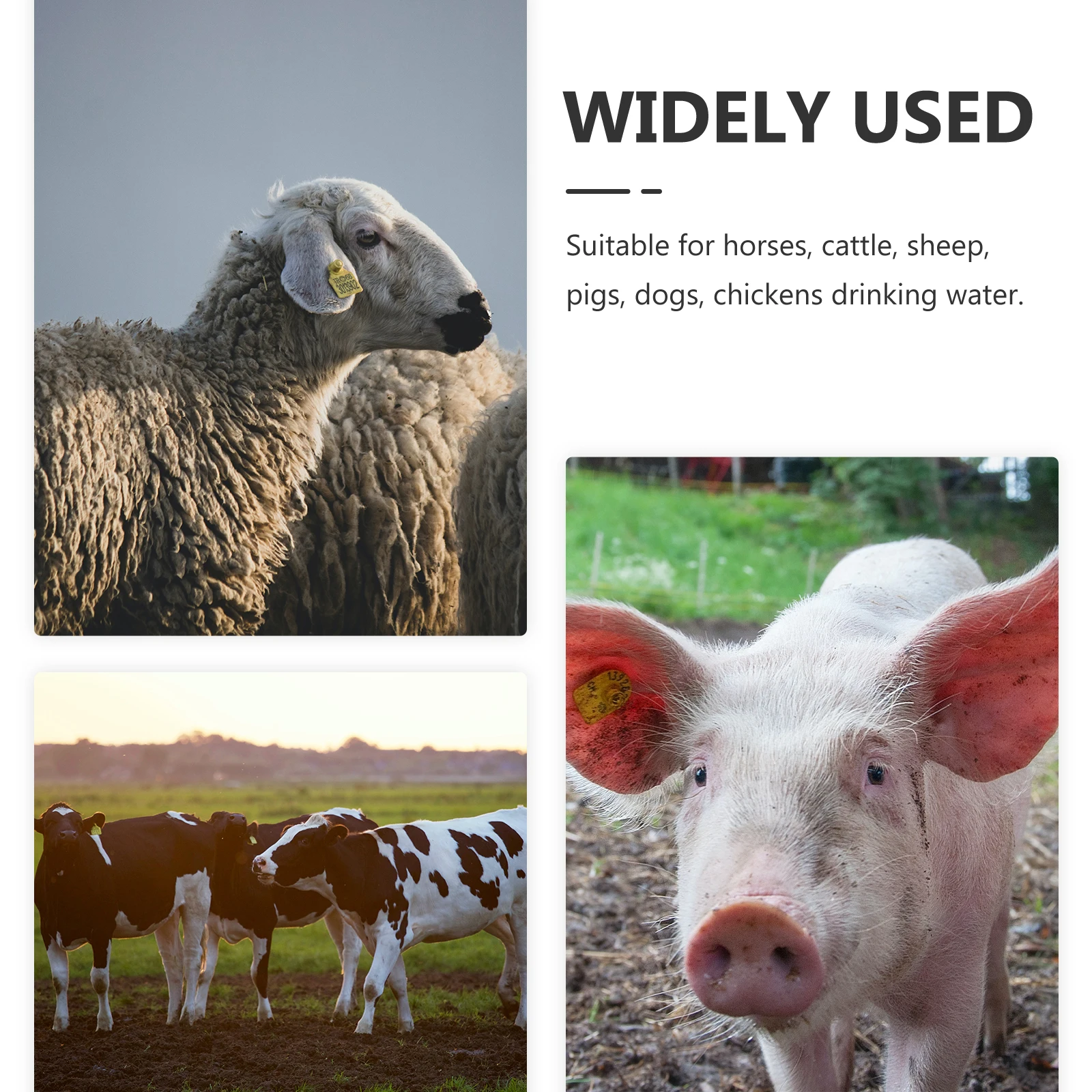 304 Stainless Steel Automatic Dispenser Livestock Drinking Bowl Sheep Water Feeder Farm Cow Drinking Fountain Cattle Waterer Cow
304 Stainless Steel Automatic Dispenser Livestock Drinking Bowl Sheep Water Feeder Farm Cow Drinking Fountain Cattle Waterer Cow