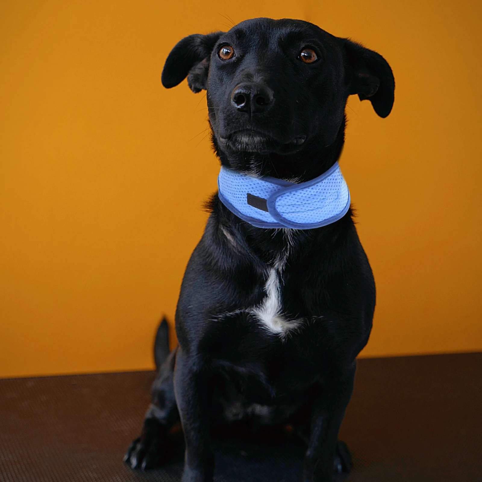 Cooling Dog Collar Pva B for Dogs Adjustable Summer Scarf Lightweight Breathable Pet Cooling Collar R Dog
Cooling Dog Collar Pva B for Dogs Adjustable Summer Scarf Lightweight Breathable Pet Cooling Collar R Dog