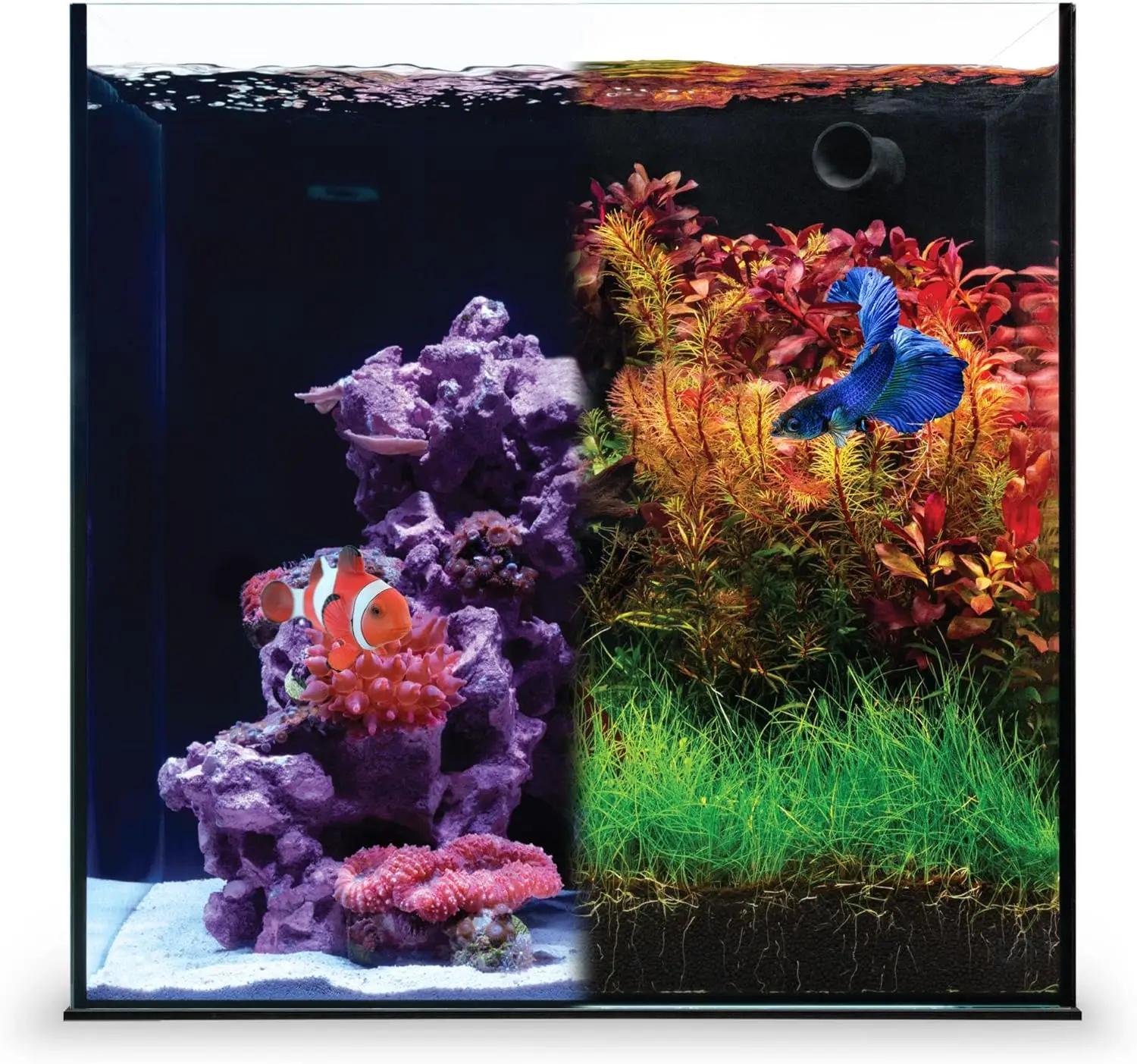 Dual AIO - Freshwater/Saltwater Compatible All in One Rimless Tank with Triple Chamber Filtration
Dual AIO - Freshwater/Saltwater Compatible All in One Rimless Tank with Triple Chamber Filtration