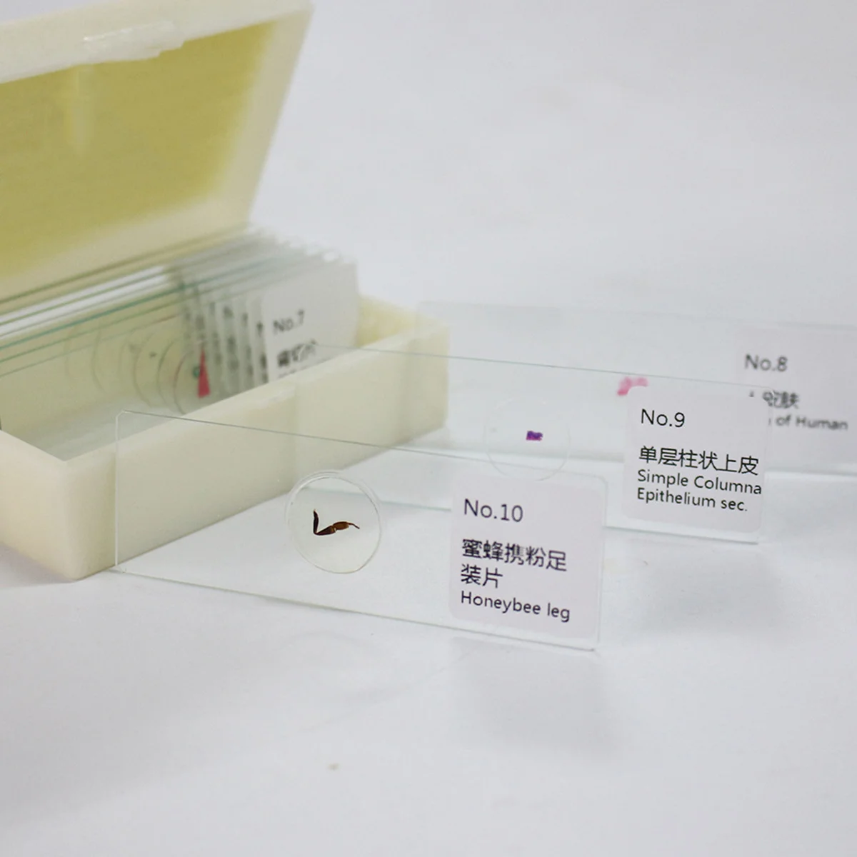 10 PCS/Set Microscope Slides Glass Specimen Sample Specimens Biology Prepared with
10 PCS/Set Microscope Slides Glass Specimen Sample Specimens Biology Prepared with