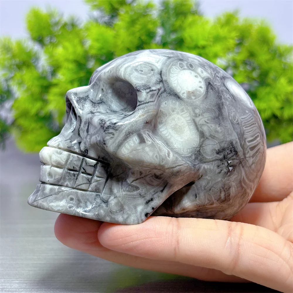 Shellstone Skull Natural Crystal Home Decoration Room decor Luck Reiki Quartz Stone Meditation Garden Healing Energy Love Gifts
Shellstone Skull Natural Crystal Home Decoration Room decor Luck Reiki Quartz Stone Meditation Garden Healing Energy Love Gifts