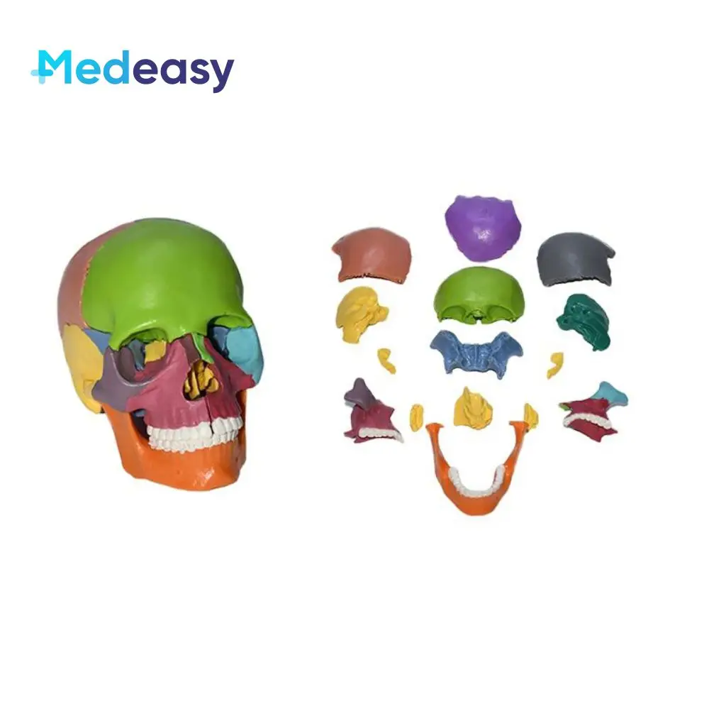 15 PCS/SET 1:2 4D Detachable Color Mini Skull Anatomy Model 15 Parts Medical Science Teaching Anatomical Model
15 PCS/SET 1:2 4D Detachable Color Mini Skull Anatomy Model 15 Parts Medical Science Teaching Anatomical Model