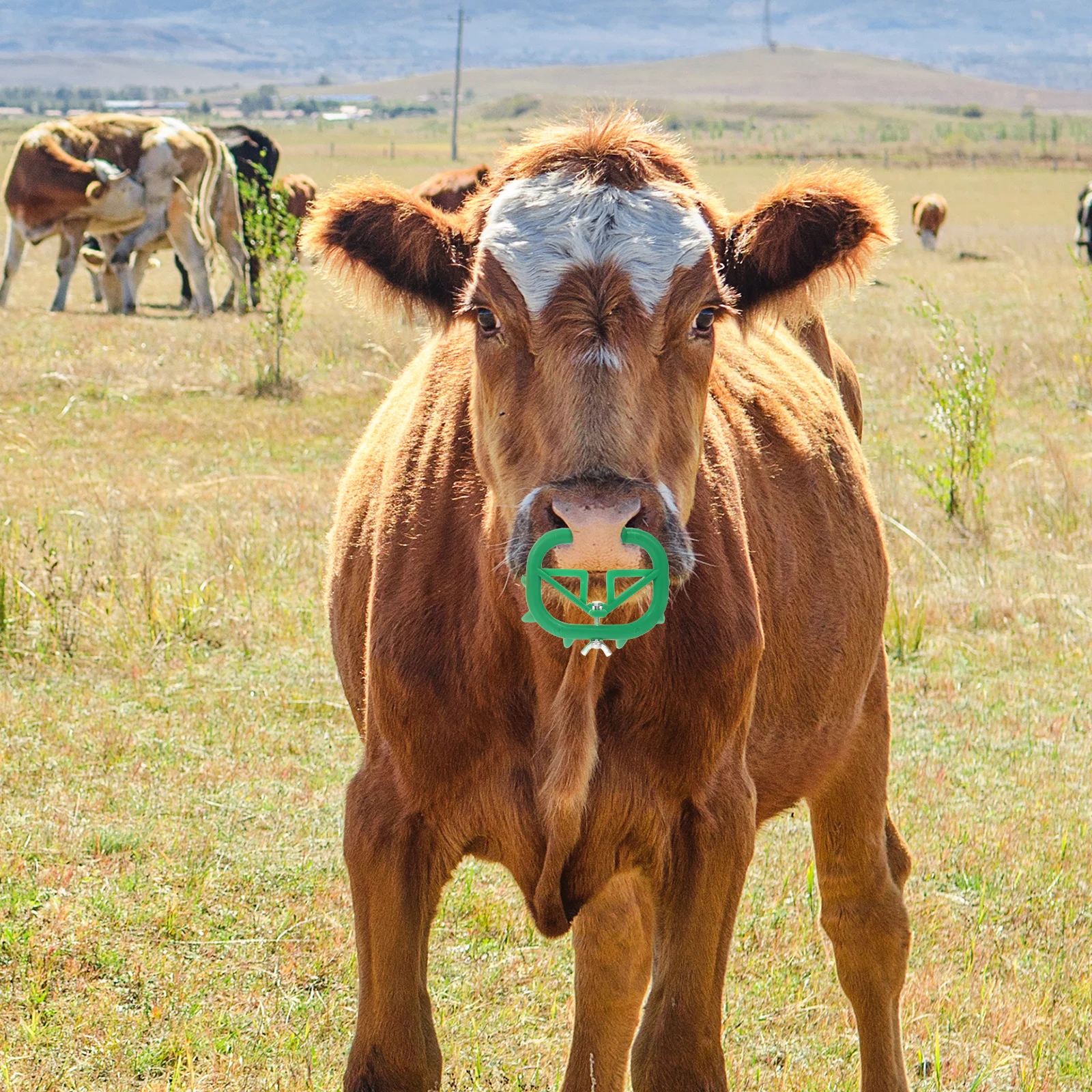 5 Pcs Cattle Weaner Cow Nose Thorn Weaning Tool Durable Easy Clean Anti Sucking Calf Halter Perforation Bull Ear Tag 
5 Pcs Cattle Weaner Cow Nose Thorn Weaning Tool Durable Easy Clean Anti Sucking Calf Halter Perforation Bull Ear Tag