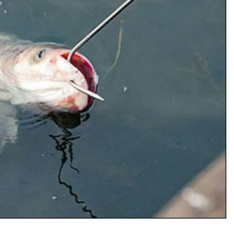 Telescopic Fish Gaff with Barbs Ice Fishing Hook Metal Sea Fishing Hooks for Outdoor Sea Boat Ice Fishing
Telescopic Fish Gaff with Barbs Ice Fishing Hook Metal Sea Fishing Hooks for Outdoor Sea Boat Ice Fishing