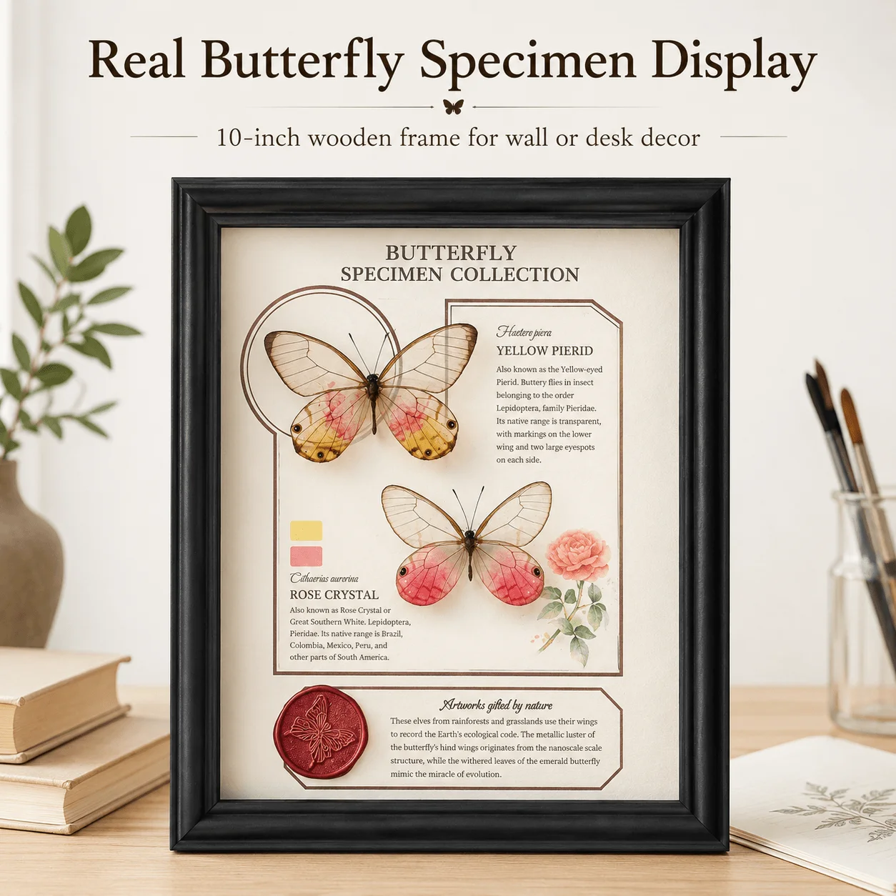 10-Inch Real Butterfly Specimen Display, Rose Glasswing & Yellow Eyed Butterfly, Wooden Frame Wall or Desk Decor
10-Inch Real Butterfly Specimen Display, Rose Glasswing & Yellow Eyed Butterfly, Wooden Frame Wall or Desk Decor