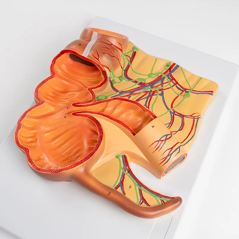 Модель пищевой системы человека истекает модель прямольной анатомии
Модель пищевой системы человека истекает модель прямольной анатомии
