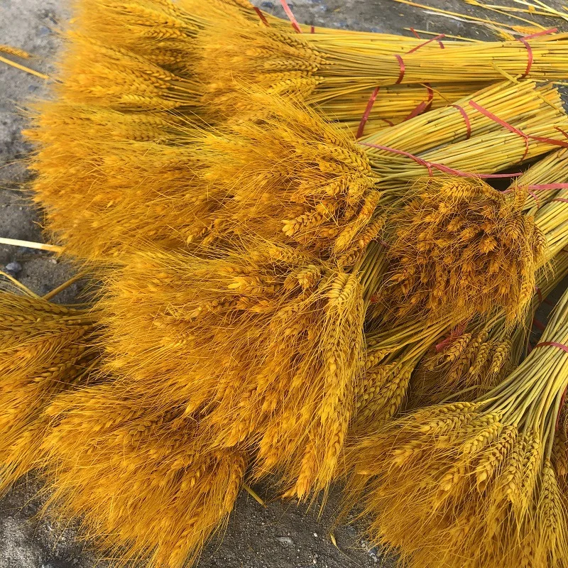 Golden wheat ears dried flower bouquet opening flower basket barley decoration photo props rice ears wholesale fake landscaping
Golden wheat ears dried flower bouquet opening flower basket barley decoration photo props rice ears wholesale fake landscaping