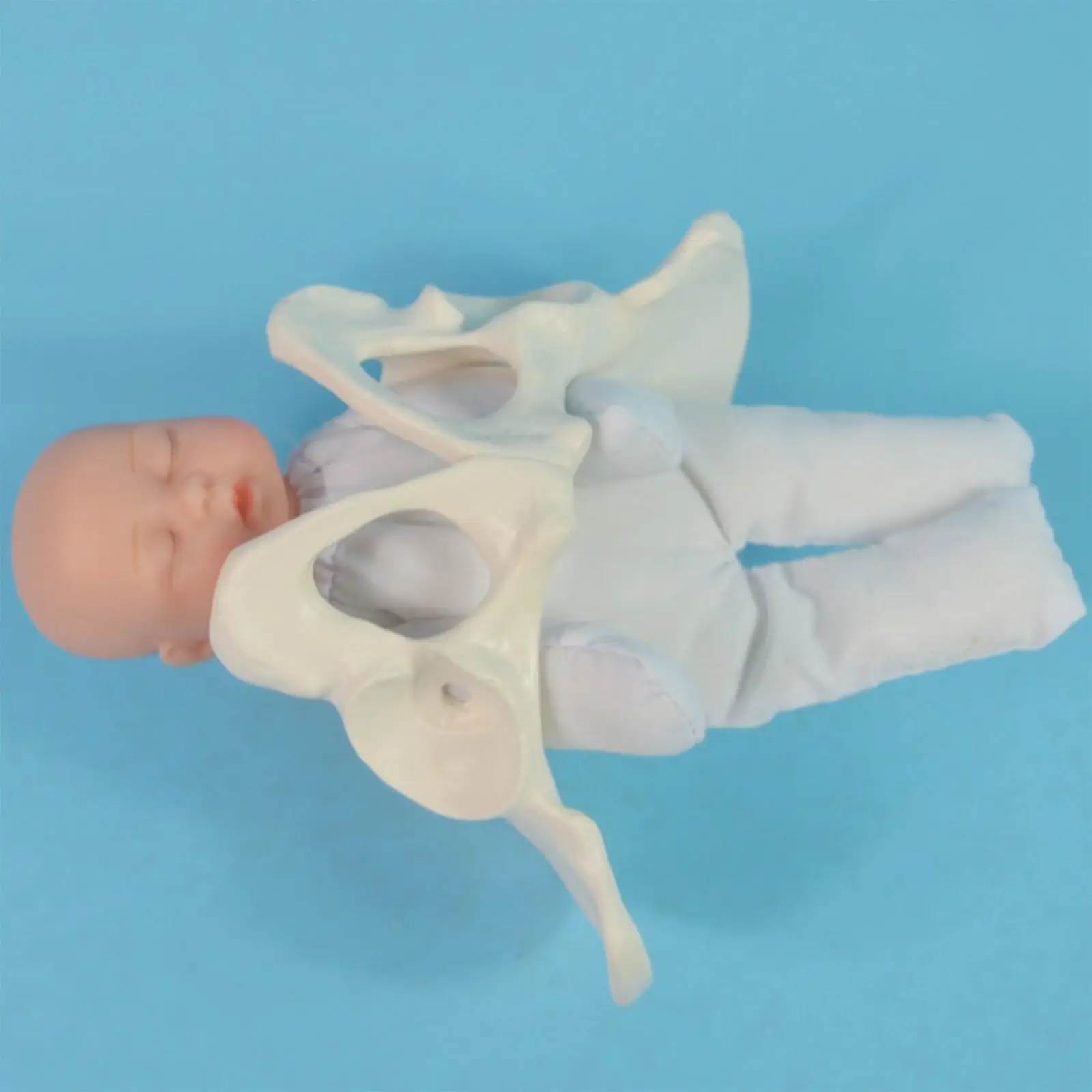 Modern Female Pelvis Model Kit Plastic Cotton Childbirth Anatomical Structure Study Tool for School Training
Modern Female Pelvis Model Kit Plastic Cotton Childbirth Anatomical Structure Study Tool for School Training