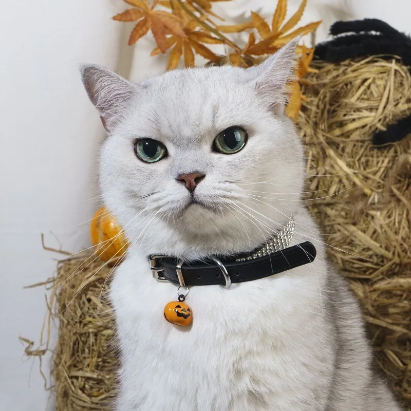 Halloween Adjustable Pet Collar For Cats And Dogs With Pumpkin Bell Sparkling Rhinestone Cute Decorative Puppy Kitten Necklace
Halloween Adjustable Pet Collar For Cats And Dogs With Pumpkin Bell Sparkling Rhinestone Cute Decorative Puppy Kitten Necklace